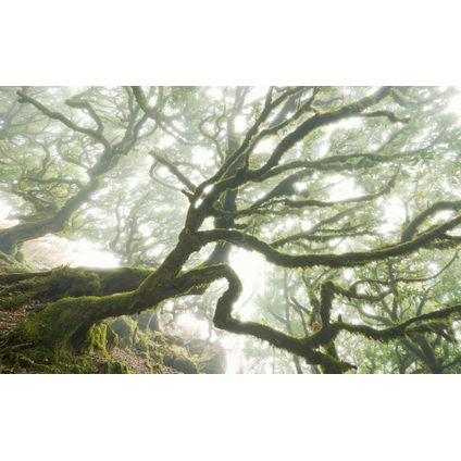 Komar fotobehang Forgotten Forest 400x250cm