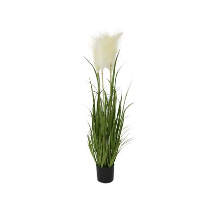 Gras in pot plastic Aantal bladeren:4 In pot:Ja Type bloem:Pampas Type presentatie:in pot