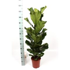 Praxis Vioolbladplant (Ficus Lyrata) potmaat 21cm h 100cm aanbieding