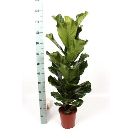 Vioolbladplant (Ficus Lyrata) potmaat 21cm h 100cm