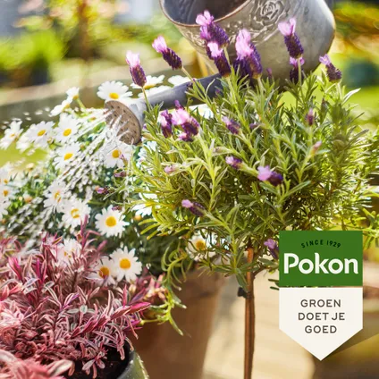 Pokon Bio Terras & Balkon Planten Voeding - 1000ml 4