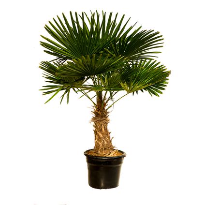Palmboom (Trachycarpus) stamh 40-50cm