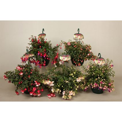 Bellenplant (Fuchsia) in hangpot (kies in winkel) potmaat 21cm h 30cm