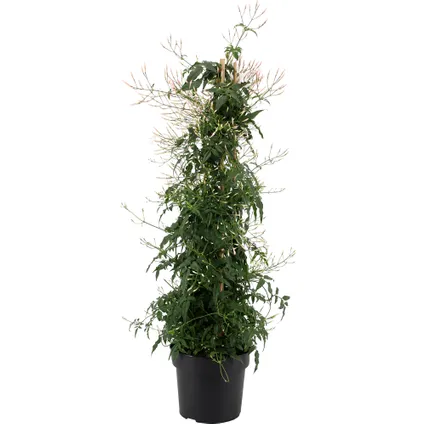 Jasmijn (Jasminum Polyanthum) potmaat 17cm h 70cm