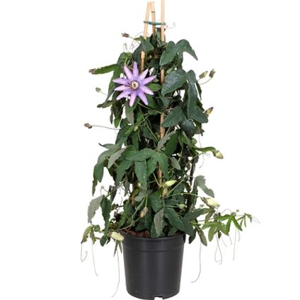 Passiebloem (Passiflora) potmaat 17cm h 70cm