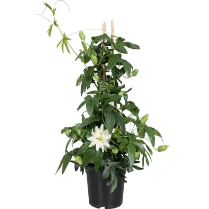 Passiflore (Passiflora) ⌀17cm - ↕70cm 2