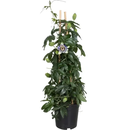 Passiflore (Passiflora) ⌀17cm - ↕70cm 3