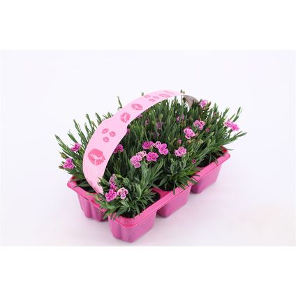 Dianthus Pink Kisses 6pack potmaat 1cm h20cm
