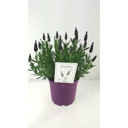 Lavendel (Lavandula Lamorosia) potmaat 17cm h 25cm