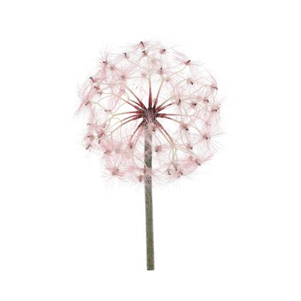 Dandelion Decoris roze 90cm