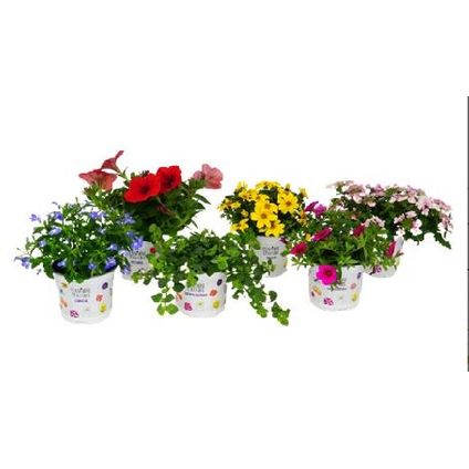 Petunia Seasonal Colours diversen ⌀10,5cm - ↕12cm