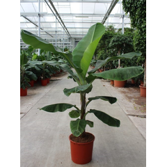 Praxis Bananenplant (Musa Dwarf Cavendish) potmaat 34cm h 160cm aanbieding