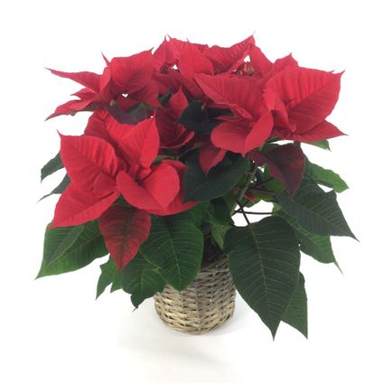 Euphorbia - kerstster - in mand rood 40cm