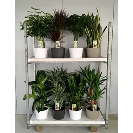 Diverses plantes + pot en céramique taille 21cm h70cm