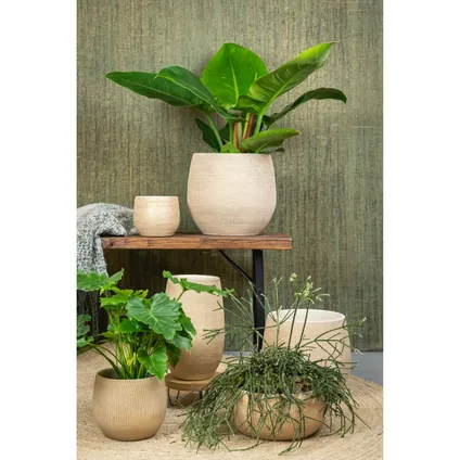 Steege Plantenpot - keramiek - beige - 15 x 13 cm 3