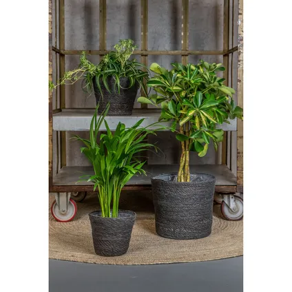 Ter Steege Plantenmand - zeegras - 13x10 cm - grijs - plantenpot 2