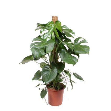 Gatenplant (Monstera Deliciosa) potmaat 27cm h 120cm