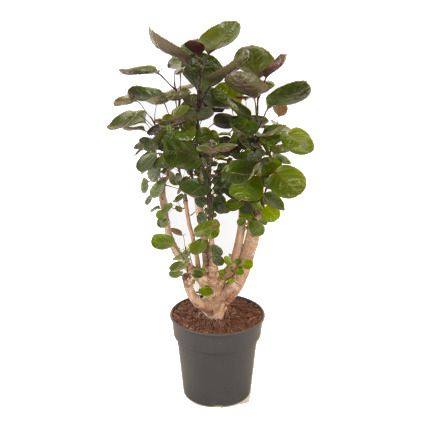 Jungle plant (Polyscias Fabian) 70cm