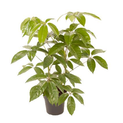 Vingerplant (Schefflera Actinophylla Amate) potmaat 24cm h90cm