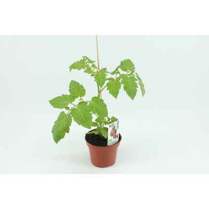 Tomatenplant "San marzano" (Solanum lycoper) ⌀12cm