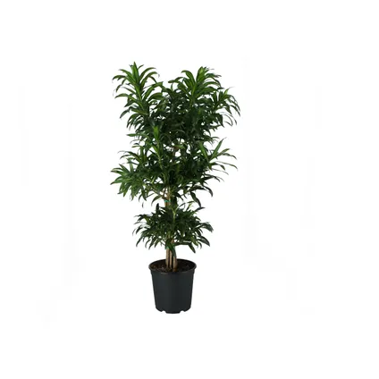 Drakenplant (Dracaena ref Song of CostaRica) 115cm zonder pot