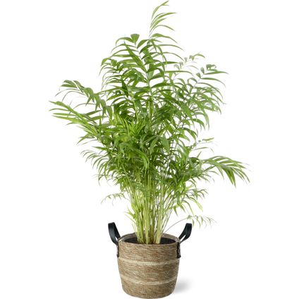 Dwergpalm (Chamaedorea Elegans) 100cm met plantenpot lichte natuur tint
