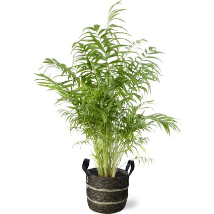 Dwergpalm (Chamaedorea Elegans) 100cm met plantenpot bruine natuur tint