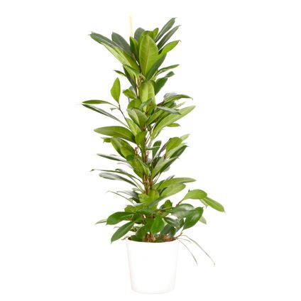 Groene Vijg (Ficus Cyathistipula) 100cm met plantenpot wit