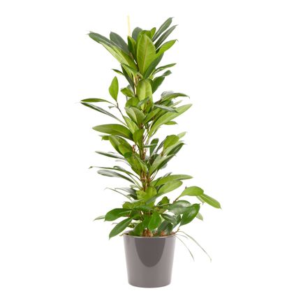 Groene Vijg (Ficus Cyathistipula) 100cm met plantenpot grijs
