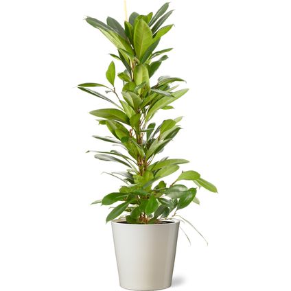 Groene Vijg (Ficus Cyathistipula) 100cm met plantenpot vanille