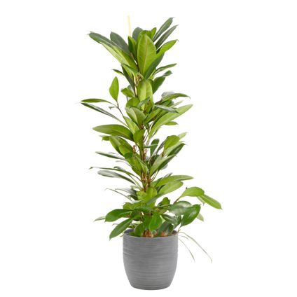 Groene Vijg (Ficus Cyathistipula) 100cm met plantenpot strepen grijs