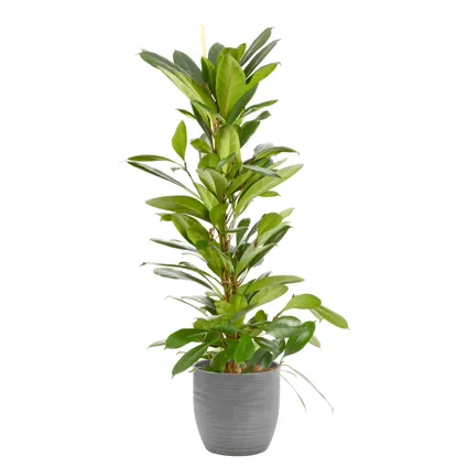 Groene Vijg (Ficus Cyathistipula) 100cm met plantenpot strepen grijs