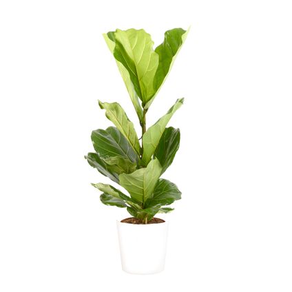 Vioolbladplant (Ficus Lyrata) 100cm met plantenpot wit