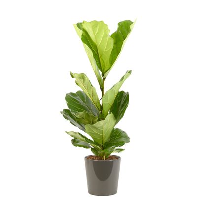 Vioolbladplant (Ficus Lyrata) 100cm met plantenpot grijs