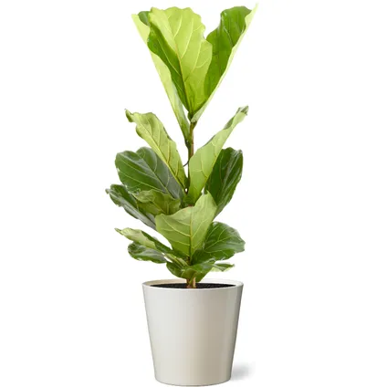 Vioolbladplant (Ficus Lyrata) 100cm met plantenpot vanille