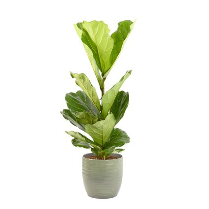 Vioolbladplant (Ficus Lyrata) 100cm met plantenpot strepen groen