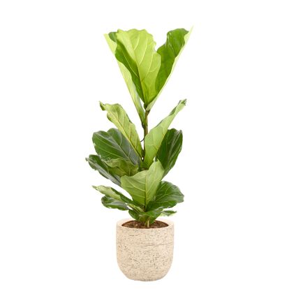 Vioolbladplant (Ficus Lyrata) 100cm met plantenpot naturel