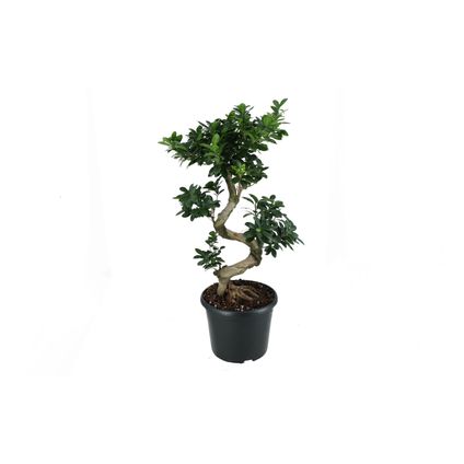 Bonsai (Ficus Micro. s-type) 80cm zonder pot