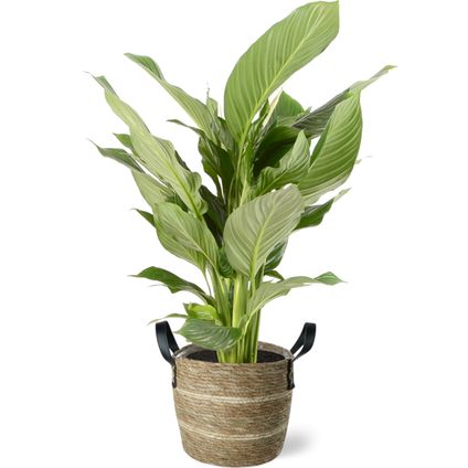 Lepelplant (Spathiphyllum) 105cm met plantenpot lichte natuur tint