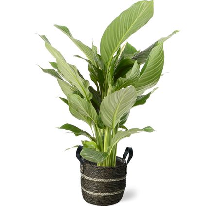 Lepelplant (Spathiphyllum) 105cm met plantenpot bruine natuur tint