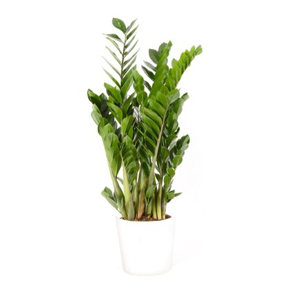 Jungle plant (Zamioculcas Zamiifolia) 90cm met plantenpot wit