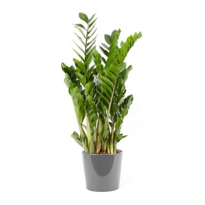 Jungle plant (Zamioculcas Zamiifolia) 90cm met plantenpot grijs