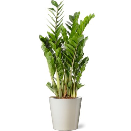 Jungle plant (Zamioculcas Zamiifolia) 90cm met plantenpot vanille