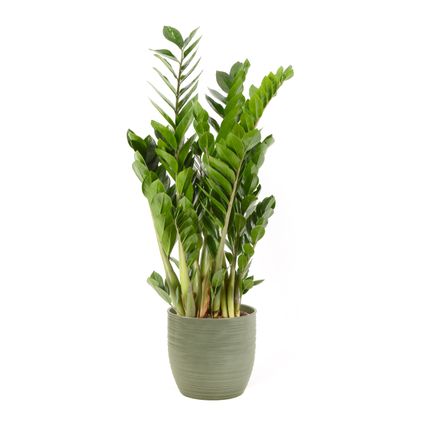 Jungle plant (Zamioculcas Zamiifolia) 90cm met plantenpot strepen groen