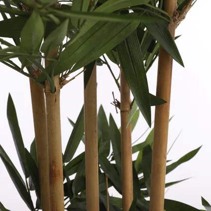 Mica Decorations bamboe groen in plastic pot maat in cm: 140 x 100 - GROEN 5
