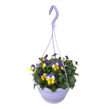 Bosviool (Viola Cornuta) in hangpot lila potmaat 21cm h 30cm