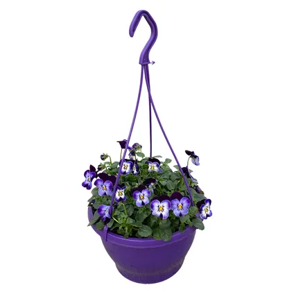 Bosviool (Viola Cornuta) in hangpot paars potmaat 21cm h 30cm