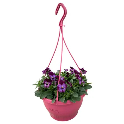 Bosviool (Viola Cornuta) in hangpot roze potmaat 21cm h 30cm