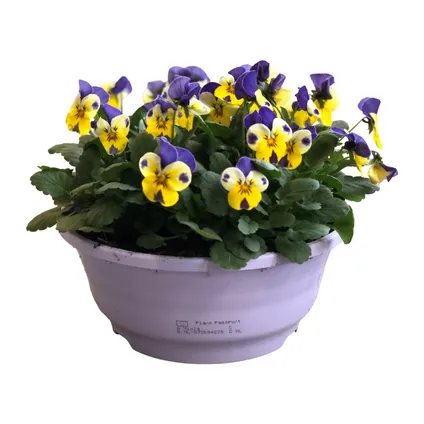 Bosviool (Viola Cornuta) in schaal lila potmaat 21cm h 30cm