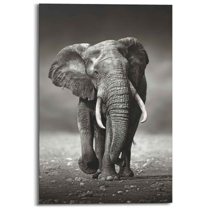 Schilderij Wandelende olifant zwart-wit 60x90cm
